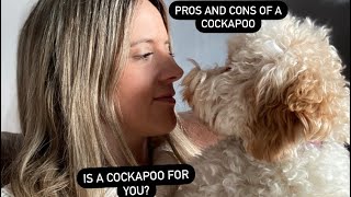 Owning a Cockapoo the Pros and cons [upl. by Amlet]