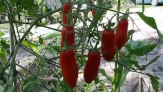 San Marzano tomatoes growing in USDA Zone 9b FL [upl. by Stirling]