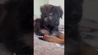 anna Anna vlogs puppy jermanshepherd doglover trendingreelsytshorts viralshort shortsviral [upl. by Godwin60]