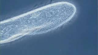 Paramecium cilia movement [upl. by Nemsaj319]