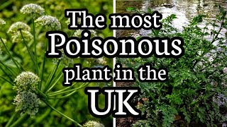 Hemlock water dropwort The most poisonous plant in the UK [upl. by Kcirdahs713]