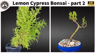 Lemon Cypress Bonsai  part 2 [upl. by Weingartner]