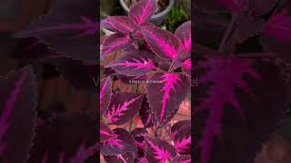 Coleus plant  കണ്ണാടിച്ചെടി  coleusplant coleus homeplanting homegardening shortsvideo [upl. by Adamok]