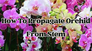 How To Propagate Orchid From Stem  LIFE HACKS [upl. by Eedolem645]