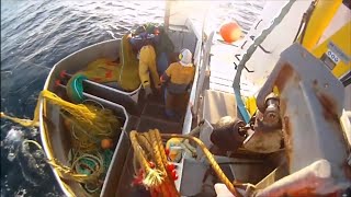 Uregutt snurrevad  seine fishing cod year 2015 Vesterålen Norway [upl. by Virge152]