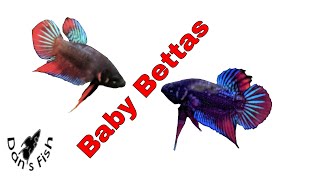 Betta Imbellis  Breeding amp Raising a Peaceful Betta  Species Profile [upl. by Sausa]