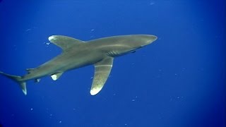 Oceanic Whitetip Sharks  SHARK ACADEMY [upl. by Lednek]