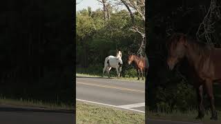 horse kicks at horse farts then runs away [upl. by Ydak]