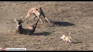 flying rabbit  Greyhound race 2018  hare coursing [upl. by Frasier]