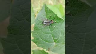 Flesh fly Sarcophaga Bushwood east London [upl. by Latsyrhc]