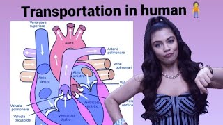 Transportation class 10 Life processNCERT class 10 scienceBeuniqueQ [upl. by Dobbins791]