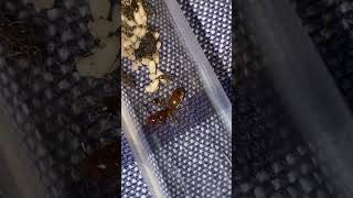 Lasius Murphyi Hybrid Day 2 Pupae introduced [upl. by Jaynell]