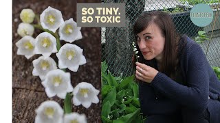 Lily of the Valley  how to growconvallaria majalistoxicinvasive plant [upl. by Amekahs]