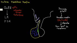 Secreção e regulação de GnRH FSH e LH [upl. by Vinny]