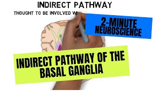 2Minute Neuroscience Indirect Pathway of the Basal Ganglia [upl. by Elletnahs896]