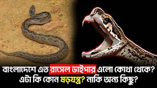 হঠাৎ দেশে কেন রাসেল ভাইপারের এমন উৎপাতআসল রহস্য কি Rasel vaipar  Rasel vaiper news [upl. by Saxen]