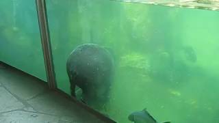 knackige Nilpferd Popos Rhino poo Hippo pooing underwater dicker Arsch Durchfall im Poolmov [upl. by Schwab79]