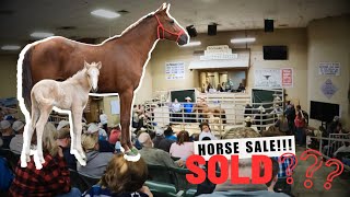 Auction Block Mission  Newborn Foal Rescue [upl. by Anyl]