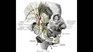 Mastication Muscles  Masseter Temporalis amp Medial Pterygoid [upl. by Beuthel]