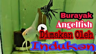 Tips Agar Telur dan Burayak Manfish Tidak Habis Dimakan indukan [upl. by Niwle]