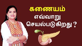 Pancreas  Structure and Functions  Tamil [upl. by Let]