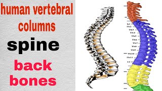 vertebral columnsspineback bonestypes of vertebrashow much vertebras are therehuman vertebras [upl. by Boru]