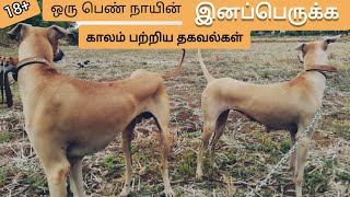 my CHIPPIPARAI dogs mating update [upl. by Kaiulani]