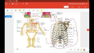 Anatomical terms and planes part 2 [upl. by Alisen]