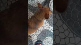 Cachorrinho caramelo bonitinho [upl. by Annirtak]