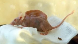 Human Ear Grows ON Mouse [upl. by Ailadgim576]