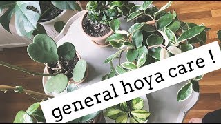 hoya plant care tips  easy care house plants [upl. by Ahsitel217]