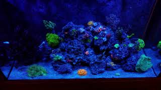 65 Gallon sumpless reef tank [upl. by Adliw]