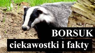 BORSUK  ciekawostki i fakty [upl. by Eiral]