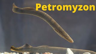 Petromyzon  Zoology  By  Yadvindr Sir [upl. by Catha]