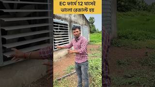 Ec Poultry Farm 12 Months Same Results shorts poultryfarm ecfarm [upl. by Silenay169]