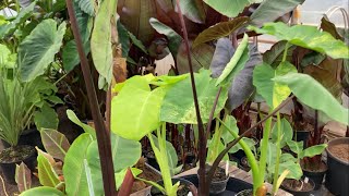 Wybieram sadzonki dla klienta  Xanthosoma lima zinger  Colocasia yellow splash  emerald mist … [upl. by Walworth]