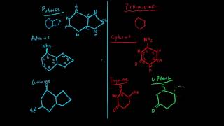 The Nitrogenous Bases  Purines and Pyrimidines [upl. by Capriola]