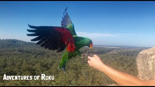 Eclectus amp Major Mitchell Parrot Free Flying [upl. by Willman527]