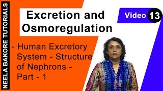 Excretion and Osmoregulation  NEET  Human Excretory System  Structure of Nephrons  Part 1 [upl. by Glarum]