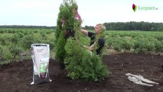 Handige tips en info voor het planten van een coniferenhaag [upl. by Larret]