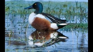 Northern Shoveler [upl. by Niad289]