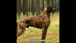 Great Dane Dog Colors Coat Info youtubeshorts youtube ytshorts [upl. by Hendrika663]