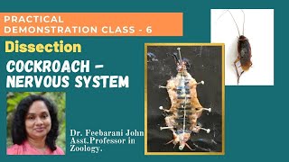 Dissection  Cockroach Nervous System Zoology Practical Class  6 by DrFeebarani John [upl. by Susana129]