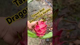 Taiwan Best Commercial Dragon Fruit variety Update  viralshorts ytshorts [upl. by Aire]