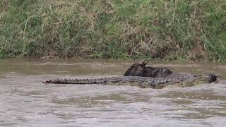 MASSIVE crocodile grabs wildebeest [upl. by Oigroig226]