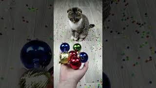 quotCurious Cat Mesmerized by Bouncing BallsquotCatWatchingBalls CuteCats FunnyPets CuriousCat Cat [upl. by Agata729]