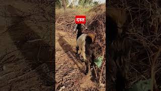 Diarrhoea दस्त vetguruji veterinary viralshorts [upl. by Millan]