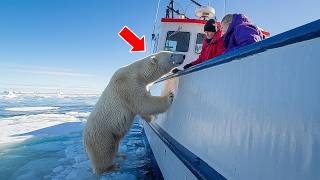 Polar Bear Tries To Get Attention From Fishing Ship – When Crew Notices They Lower A Rescue Vessel [upl. by Reseta]