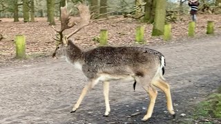 Dunham Massey Deer Park Winter 2024 Finding a deer How hard can it be [upl. by Germin660]