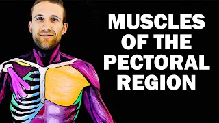 Muscles of the Pectoral Region  Dr Ahmed Farid [upl. by Acirfa882]